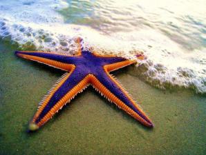 Тип иглокожие: морская звезда